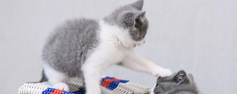 猫球虫病的症状，可能导致精神萎靡等