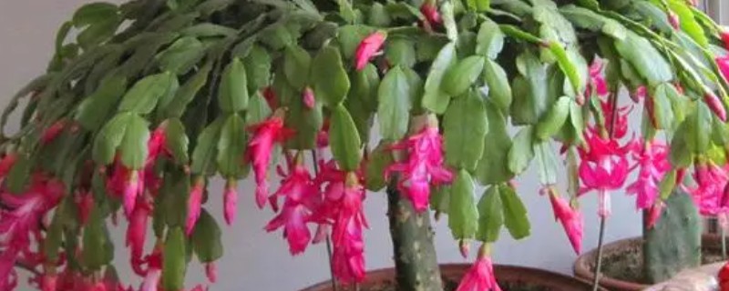 蟹爪兰的养殖方法,生长季节每隔15-20天追施一次