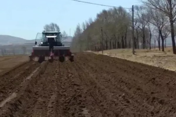 怎么栽培大蒜，播种深度保持在3-4厘米
