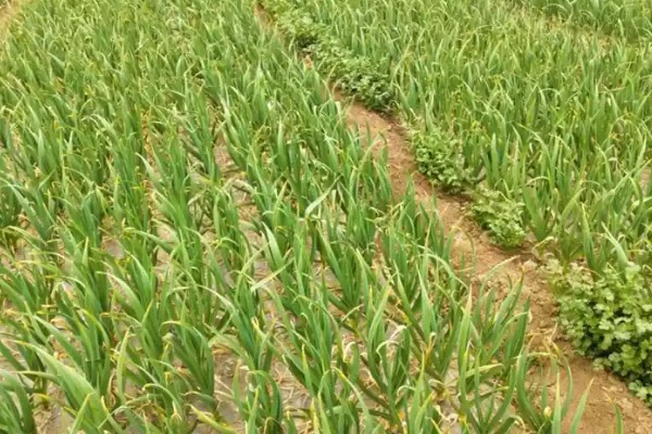 怎么栽培大蒜，播种深度保持在3-4厘米