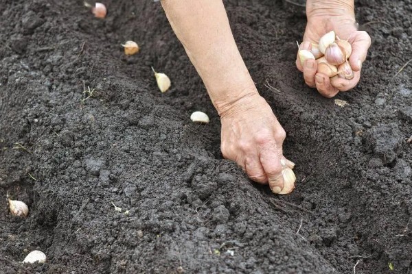 怎么栽培大蒜，播种深度保持在3-4厘米