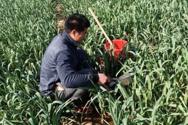怎么栽培大蒜，播种深度保持在3-4厘米