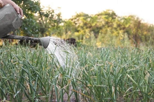 怎么栽培大蒜，播种深度保持在3-4厘米