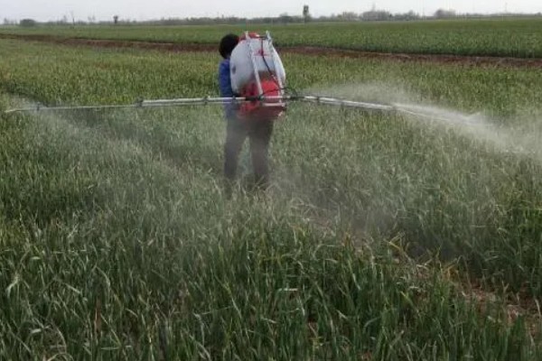 怎么栽培大蒜，播种深度保持在3-4厘米