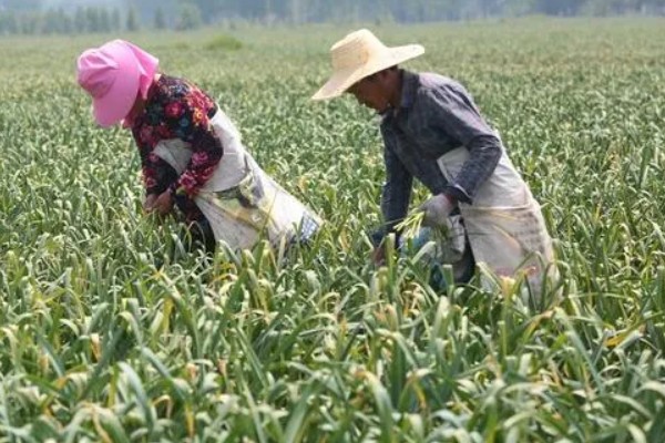 怎么栽培大蒜，播种深度保持在3-4厘米