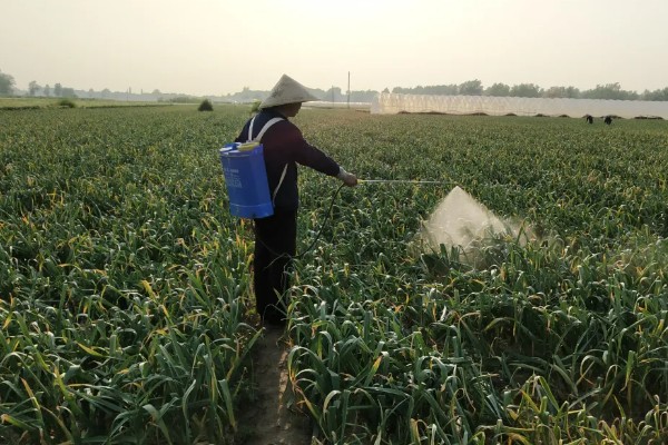 怎么栽培大蒜，播种深度保持在3-4厘米