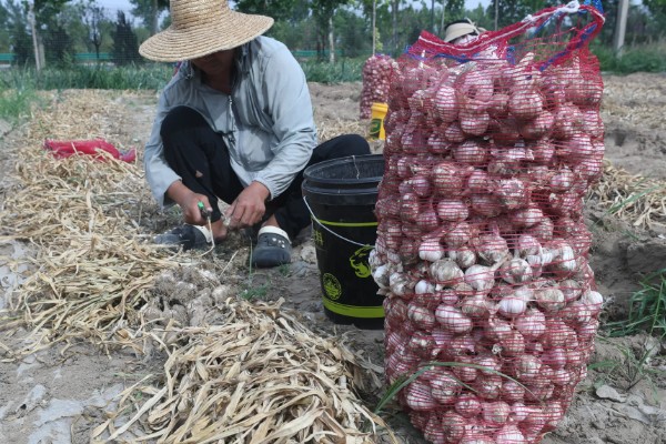 怎么栽培大蒜，播种深度保持在3-4厘米