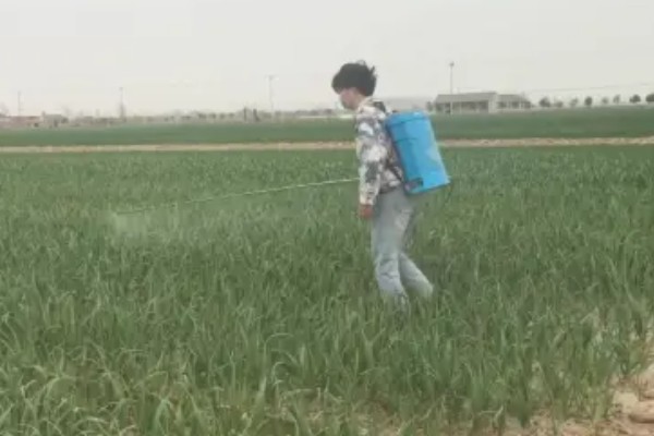 怎么栽培大蒜，播种深度保持在3-4厘米