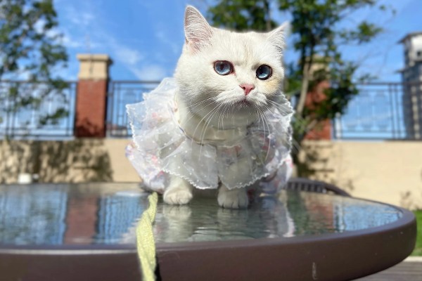 猫球虫病的症状，可能导致精神萎靡等