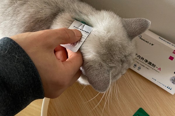 猫球虫病的症状，可能导致精神萎靡等