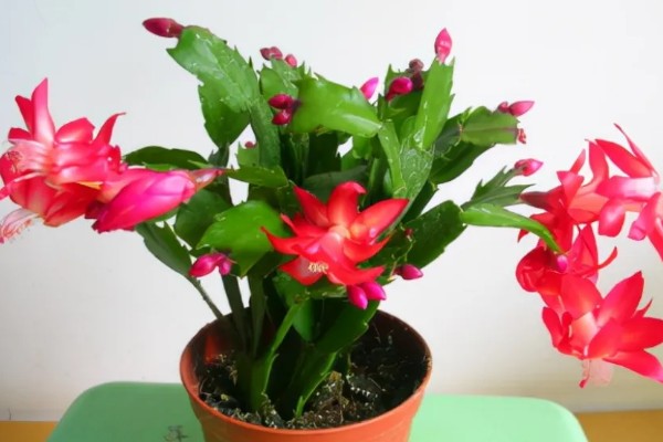 蟹爪兰的养殖方法，生长季节每隔15-20天追施一次