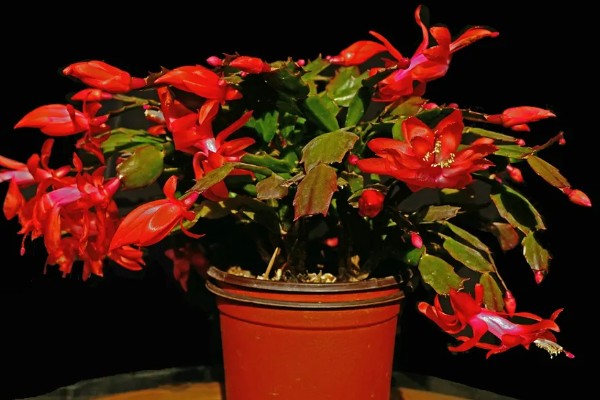 蟹爪兰的养殖方法，生长季节每隔15-20天追施一次