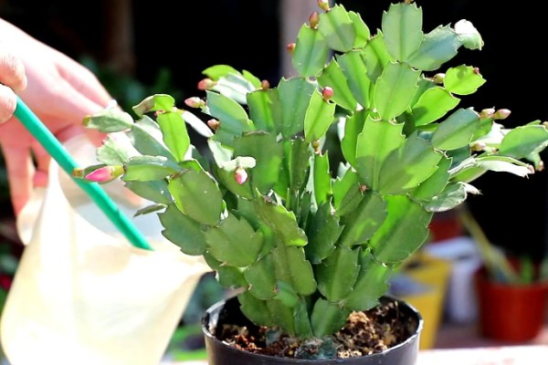 蟹爪兰的养殖方法，生长季节每隔15-20天追施一次