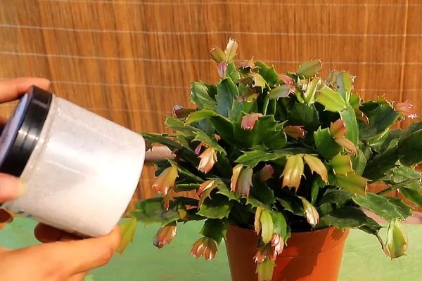 蟹爪兰的养殖方法，生长季节每隔15-20天追施一次