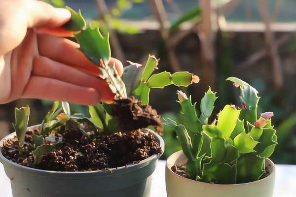 蟹爪兰的养殖方法，生长季节每隔15-20天追施一次