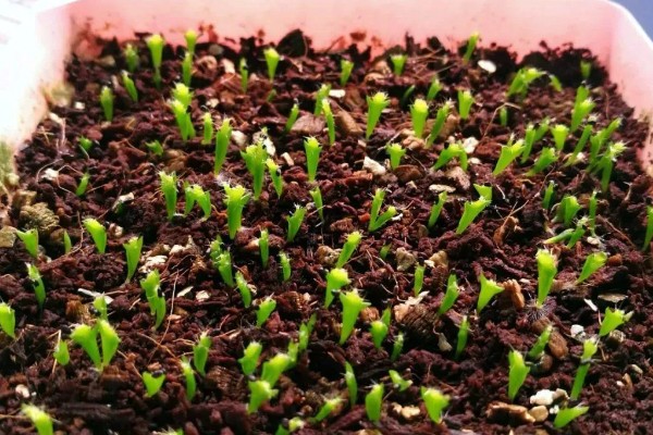 蟹爪兰的养殖方法，生长季节每隔15-20天追施一次