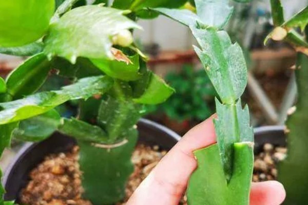 蟹爪兰的养殖方法，生长季节每隔15-20天追施一次