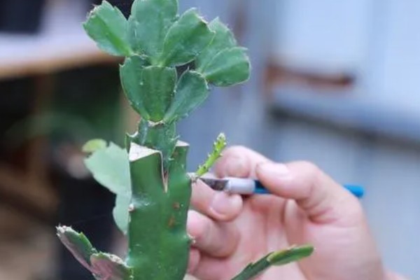 蟹爪兰的养殖方法，生长季节每隔15-20天追施一次