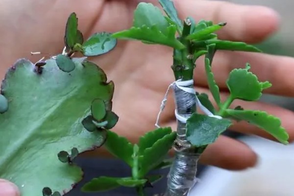 蟹爪兰的养殖方法，生长季节每隔15-20天追施一次