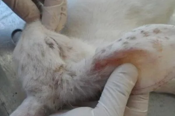 猫球虫病的症状，可能导致精神萎靡等