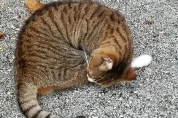 猫球虫病的症状，可能导致精神萎靡等
