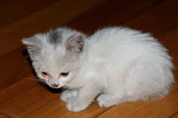 猫球虫病的症状，可能导致精神萎靡等
