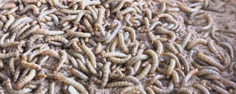 黄粉虫和蛆的区别是什么，科属和形态均不同