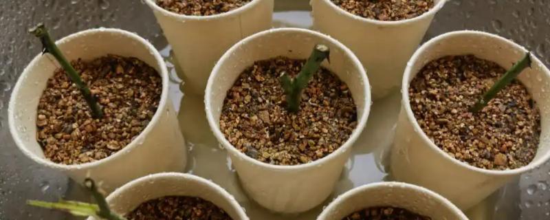 玫瑰如何扦插生根，扦插时间最好选在七月份