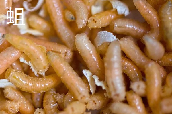 黄粉虫和蛆的区别是什么，科属和形态均不同