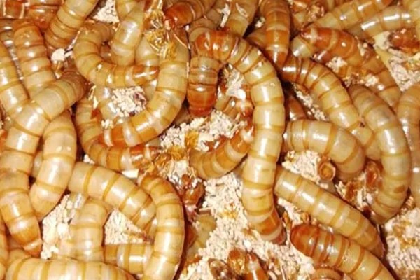 黄粉虫和蛆的区别是什么，科属和形态均不同