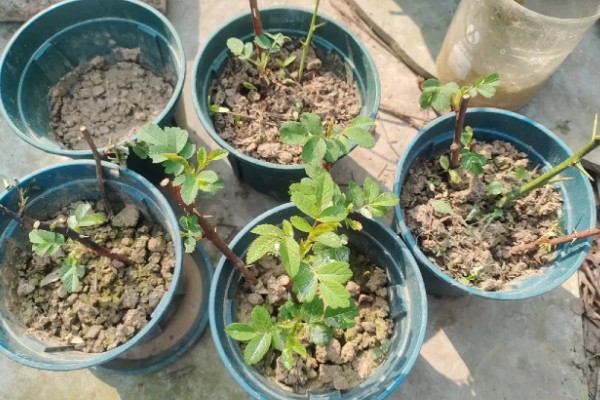 玫瑰如何扦插生根，扦插时间最好选在七月份