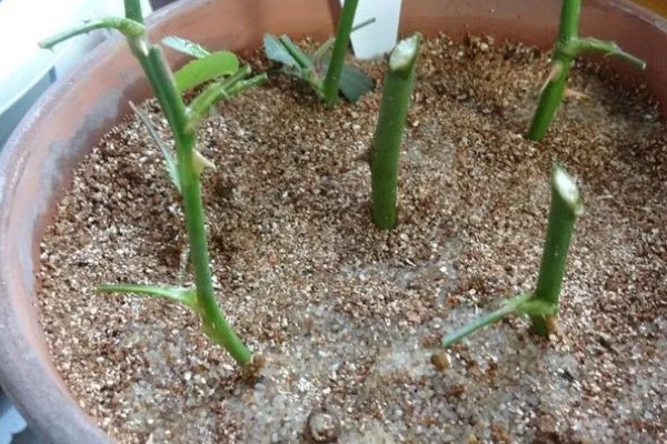 玫瑰如何扦插生根，扦插时间最好选在七月份