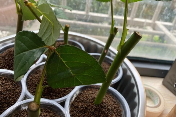 玫瑰如何扦插生根，扦插时间最好选在七月份