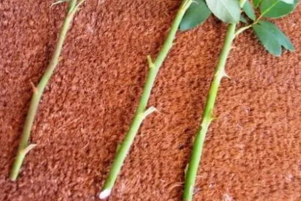 玫瑰如何扦插生根，扦插时间最好选在七月份