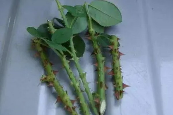 玫瑰如何扦插生根，扦插时间最好选在七月份