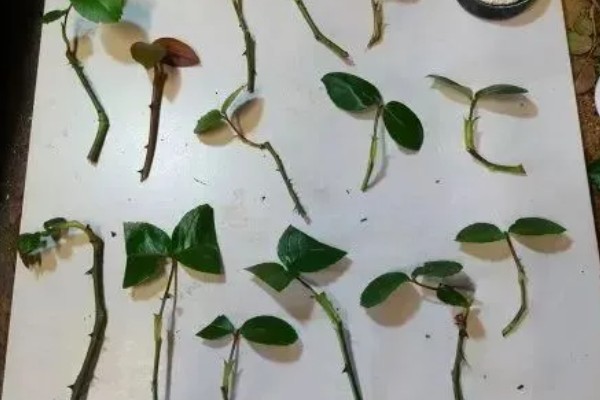 玫瑰如何扦插生根，扦插时间最好选在七月份