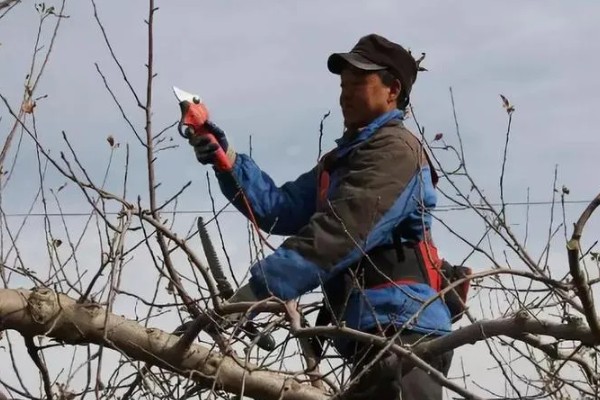 苹果树的剪枝方法，冬季树冠较大的植株要及时疏剪