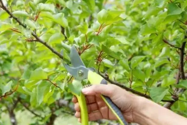 苹果树的剪枝方法，冬季树冠较大的植株要及时疏剪