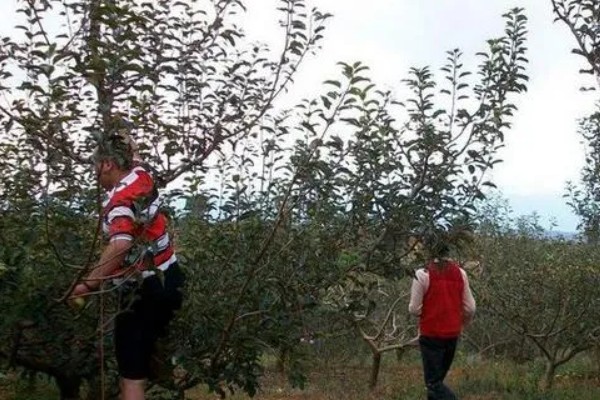 苹果树的剪枝方法，冬季树冠较大的植株要及时疏剪