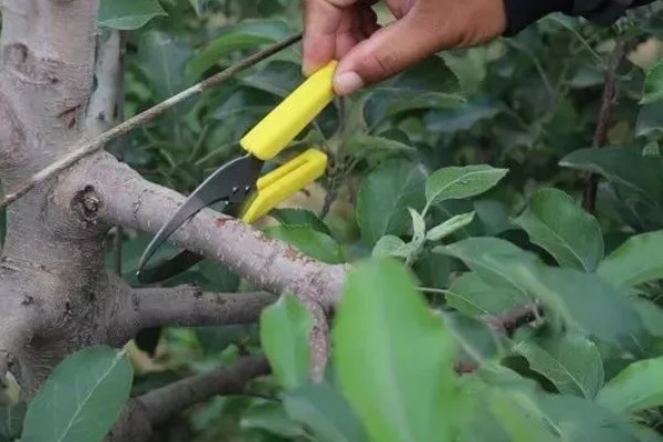 苹果树的剪枝方法，冬季树冠较大的植株要及时疏剪