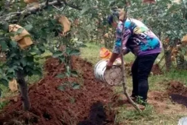 苹果树的剪枝方法，冬季树冠较大的植株要及时疏剪