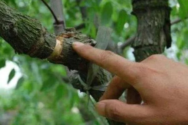 苹果树的剪枝方法，冬季树冠较大的植株要及时疏剪
