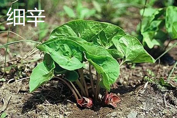 徐长卿如何栽培，要选择生长两年以上的发芽率高的种子