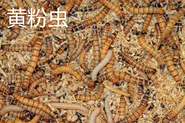 黄粉虫和蛆的区别是什么，科属和形态均不同