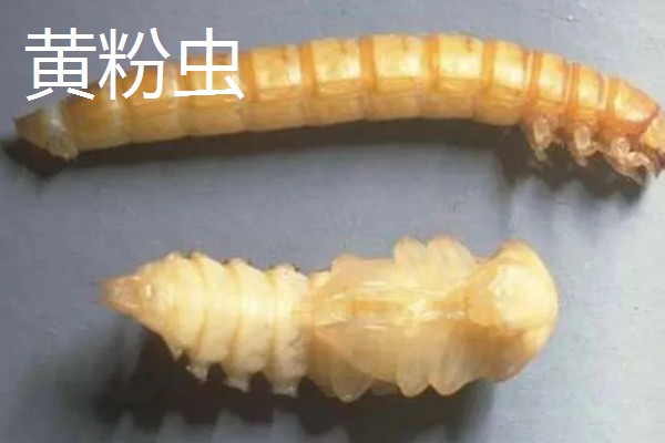 黄粉虫和蛆的区别是什么，科属和形态均不同