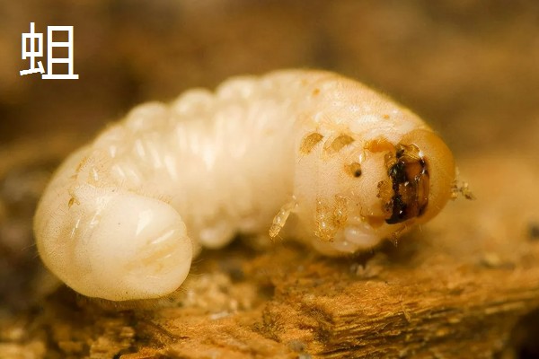 黄粉虫和蛆的区别是什么，科属和形态均不同
