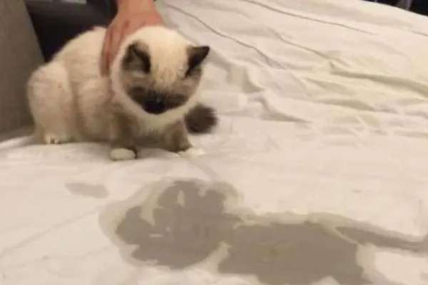 母猫为什么会尿血，可能是泌尿系统或生殖系统出现问题