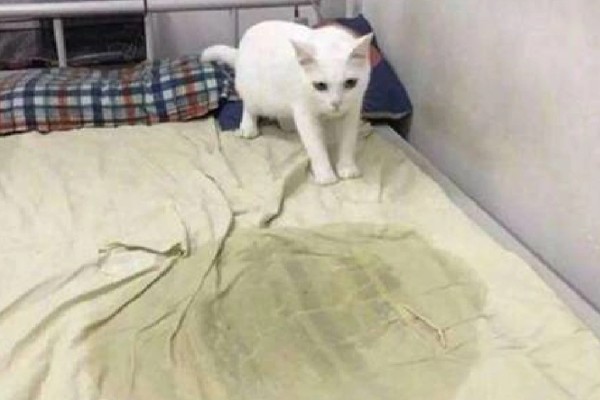 母猫为什么会尿血，可能是泌尿系统或生殖系统出现问题