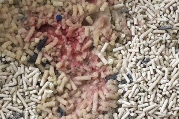 母猫为什么会尿血，可能是泌尿系统或生殖系统出现问题