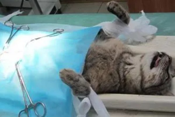 母猫为什么会尿血，可能是泌尿系统或生殖系统出现问题